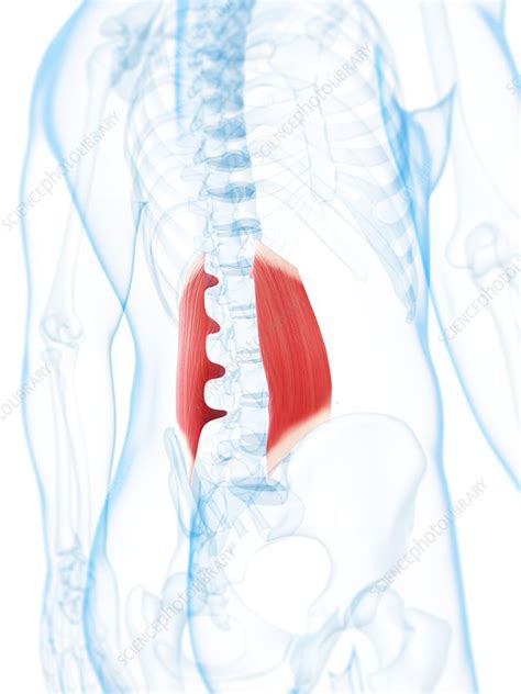 Lower Back Muscles Artwork Stock Image F0055489 Science Photo