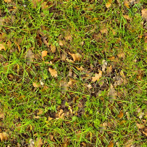 Forest Soil Seamless Texture Stock Image Image Of