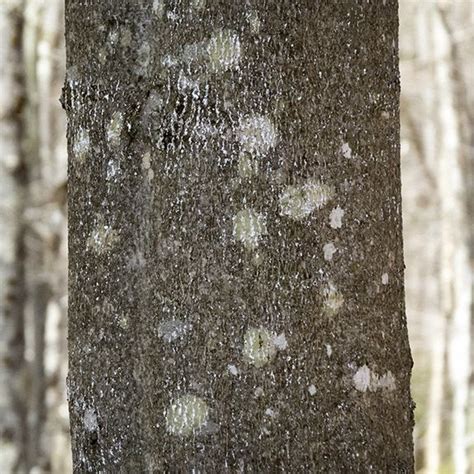 Trees Of The Adirondacks American Beech Fagus Grandifolia Tree