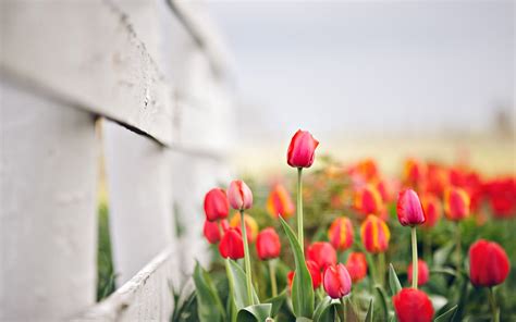 Fence Red Tulips Flowers Spring Hd Desktop Wallpaper Background Download