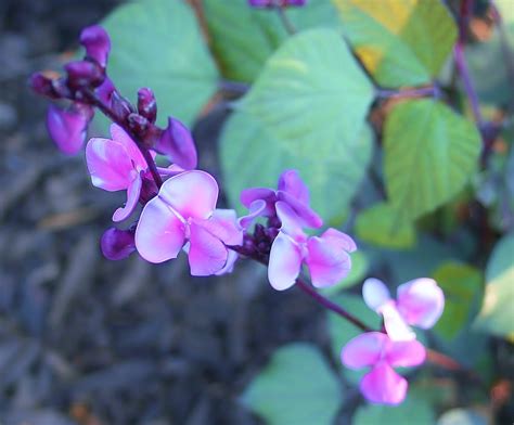 You can narrow down your search by choosing categories to the left. Hyacinth Bean Vines Grow Like Magic! | Dengarden