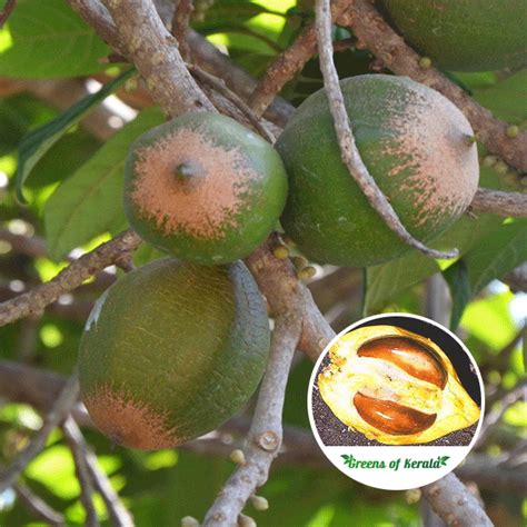 Grafted Green Sapote Trees Br