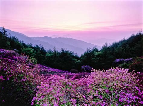Spring has officially sprung in korea! Spring Is Calling - 2016 Spring Flowers And Cherry ...