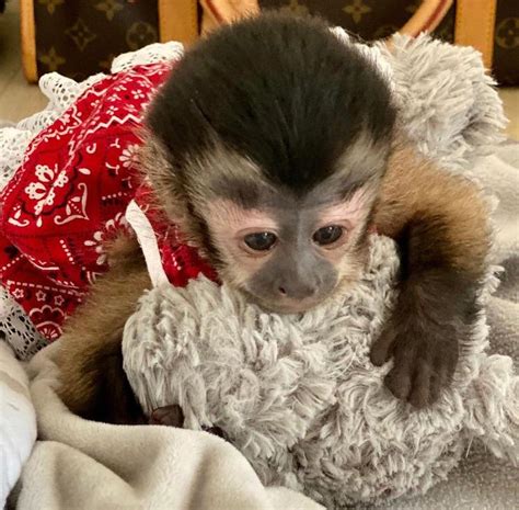 Baby Capuchin Monkeys Available For Sale Creature Classifieds