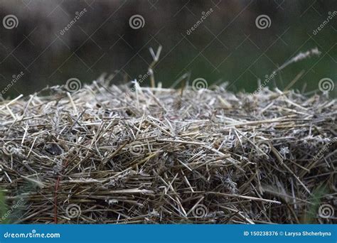 Dry Grass In A Haystack Closeup Stock Photo Image Of Outdoor Field