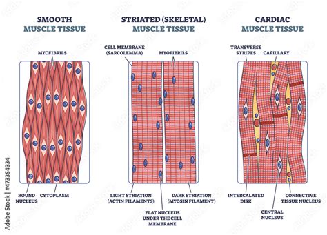 Cardiac Muscle Tissue Labeled Diagram Diagram Sexiz Pix