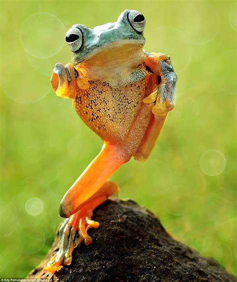 Kung Fu Frog Bright Green Amphibian Does The Crane Daily Mail Online