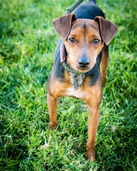 Miniature Pinscher Dog For Adoption In See Website Ca Adn 767900 On