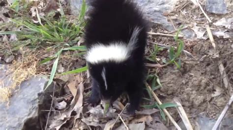 Baby Skunk Cute Until Youtube