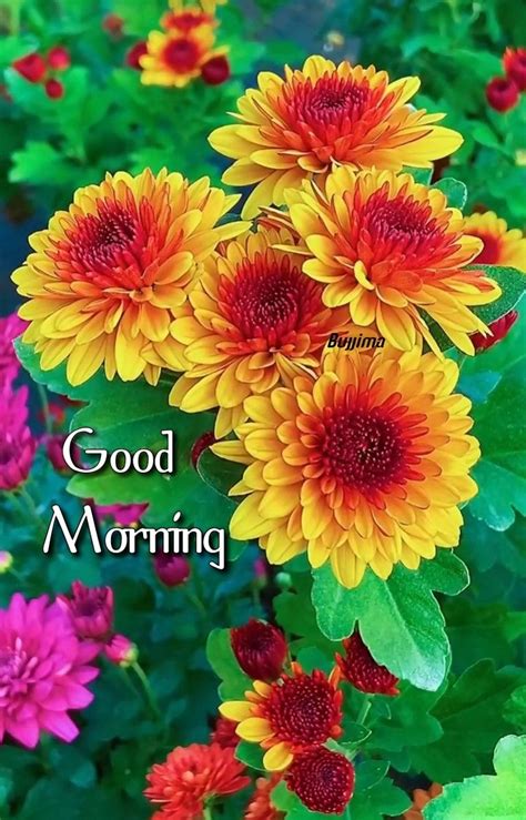 Pin By Bk Nagar Bsnl On Morning Good Morning Flowers  Good