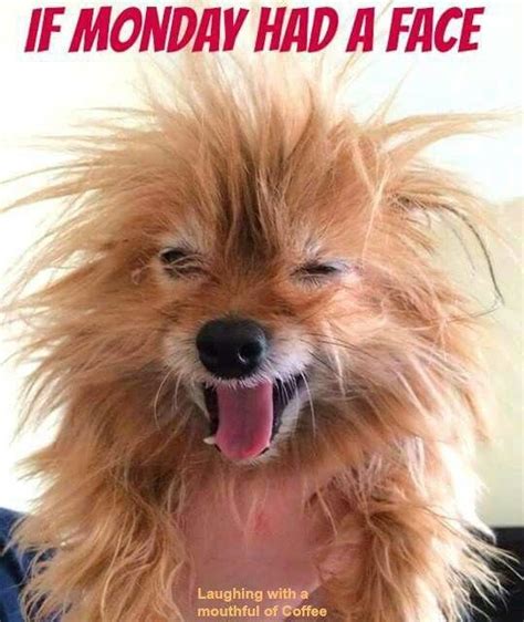 If Monday Had A Face Funny Animal Memes Morning Quotes Funny Funny