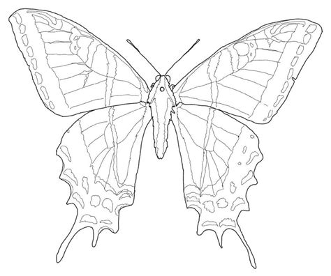 Butterfly Outline Coloring Page