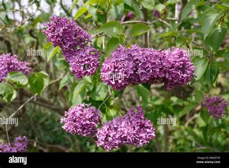 Common Lilac Syringa Vulgaris Shrub In Flower Stock Photo Alamy