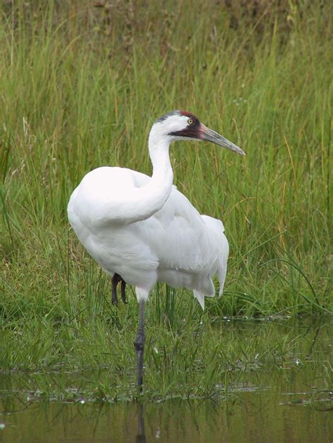 Whooping cranes take Saline County migration hiatus | Outdoors ...
