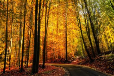 Nature Landscape Fall Forest Road Path Yellow Trees Sunlight