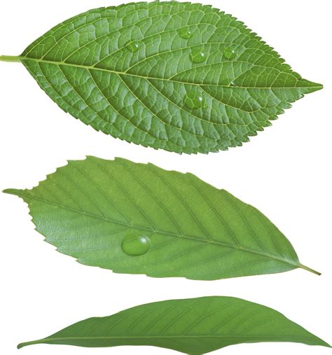 Green leaf PNG