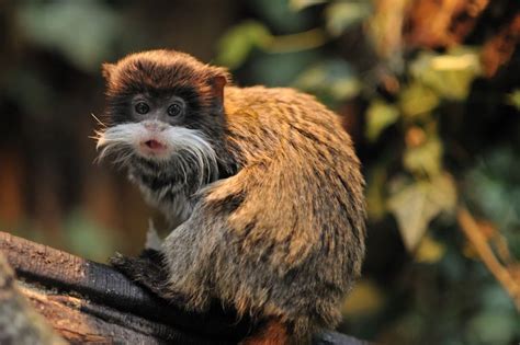 30 Amazon Rainforest Animals To Spot In The Wild Peru For Less
