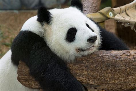 Watch Pandas At Zoo Atlanta On Panda Cam Georgia Public Broadcasting