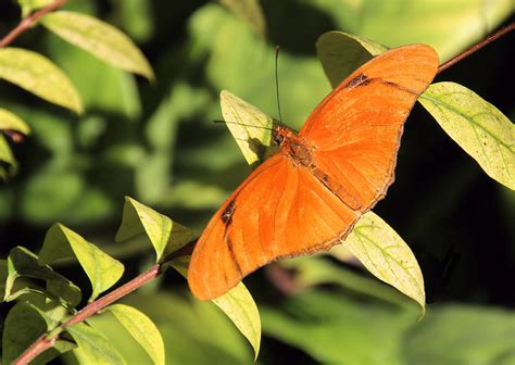 Butterfly In Nature Photograph By Rosalie Scanlon Fine Art America