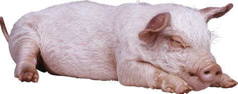 Collection Of Hq Pig Png Pluspng