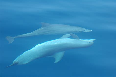 Developing New Behavioral Tags For Small Cetaceans Marine