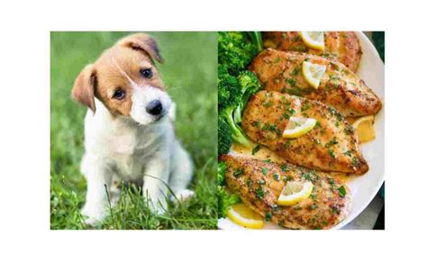 Can Dogs Eat Lemon Pepper Chicken Consider The Safety Puppy Aware