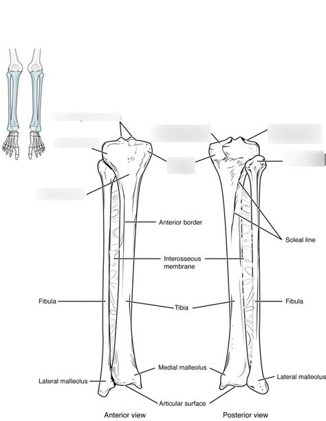Bones Contributing To The Knee Joint Tibia And Fibula Diagram Quizlet