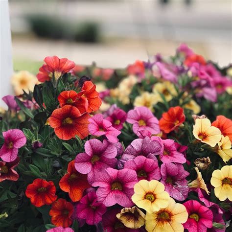 10 Colorful Yet Hardy Annuals To Brighten Your Garden The Garden