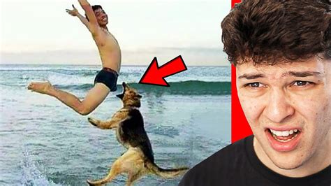 Funniest Animal Fails Youtube