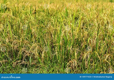 Rice Plant Ready For Harvest Stock Image Image Of Fresh Asia 149771633