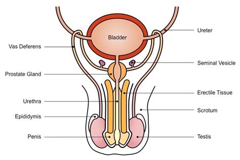 It also is known as the birth canal. Male Reproductive System | BioNinja