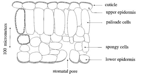 Schematic Transverse Section Through A Dicotyledon Leaf Indicating The