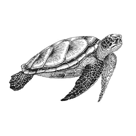 Sea Turtle Hand Drawn Illustration Converted To Vector Vector With