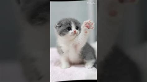 Cute Cat Editamv Youtube