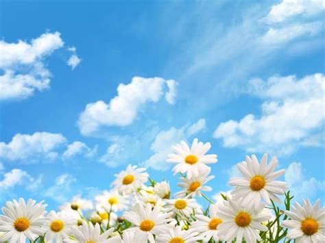 Field Of Daisy Flowers Against Blue Sky Photographic Print Liang