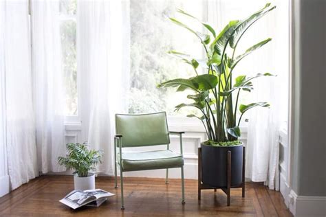17 Best Large And Tall Indoor Plants For Home And Offices