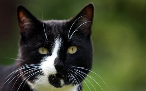 How Black And White Cats Get Their Patchy Fur And Why It Could Help