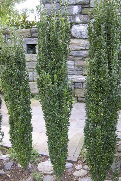 At about 4 feet tall, it's ideal for a patio seating area. Evergreen Privacy Screens | Sky pencil holly, Evergreen ...