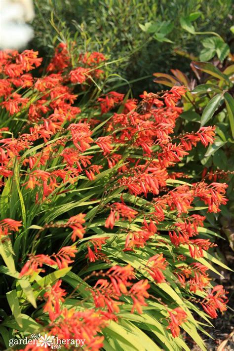 Autumn is the time to start planting bulbs including anemone, daffodil, jonquil, hyacinth, tulip and freesia for flowering in spring. Plant Summer Flowering Bulbs in the Spring for an ...