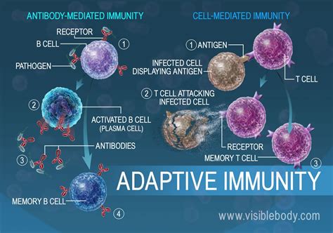 Which White Blood Cell Is Important In Removing Foreign Bacteria