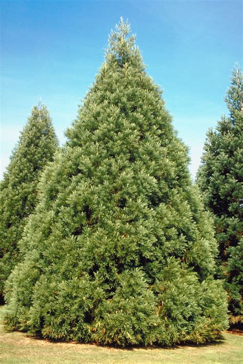 evergreens that grow tall and have deep roots evergreen trees landscaping broadleaf