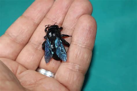 Do Carpenter Bees Sting And Does It Hurt Whatbugisthat