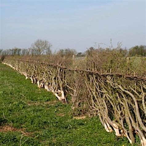 The ancient art of hedgelaying | Ancient art, Ancient, Art