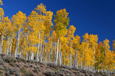 Tree Profile Aspen So Much More Than A Tree National Forest Foundation