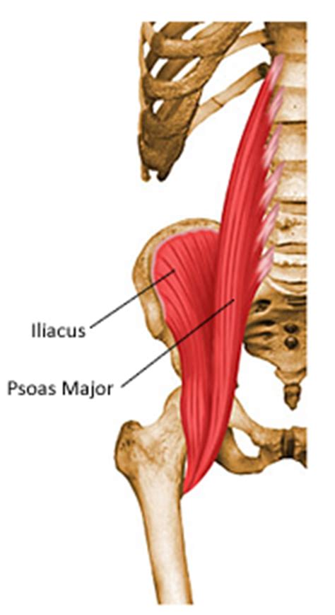Its apex attaches to the fovea capitis while its base attaches to the acetabular notch and the transverse acetabular ligament. Importance of Hip Flexor Stretching