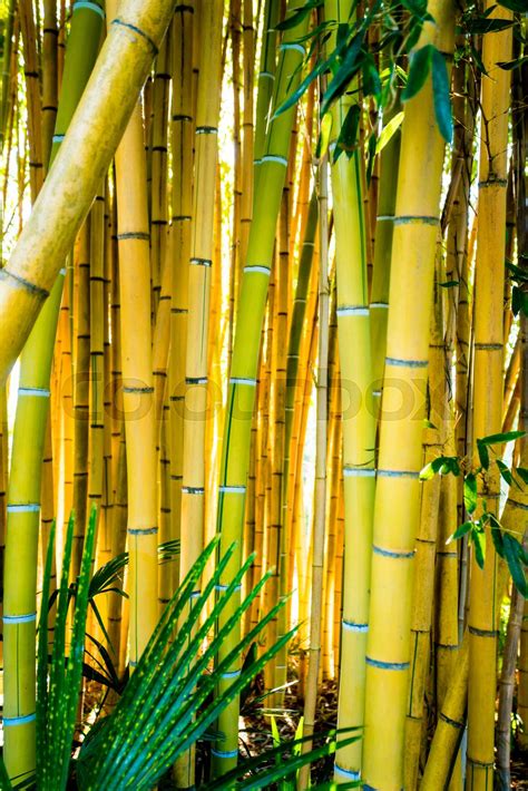 Bamboo Sprouts Forest Bamboo Plant Stock Image Colourbox