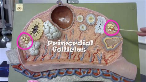 Primordial Follicle Model