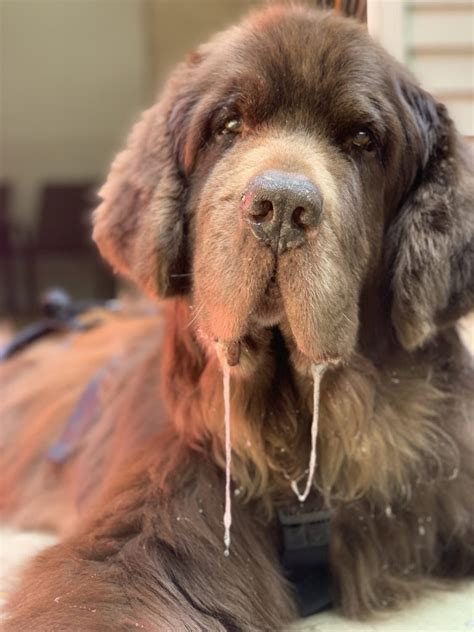 The Elusive Dry Mouth Newfoundland My Brown Newfies