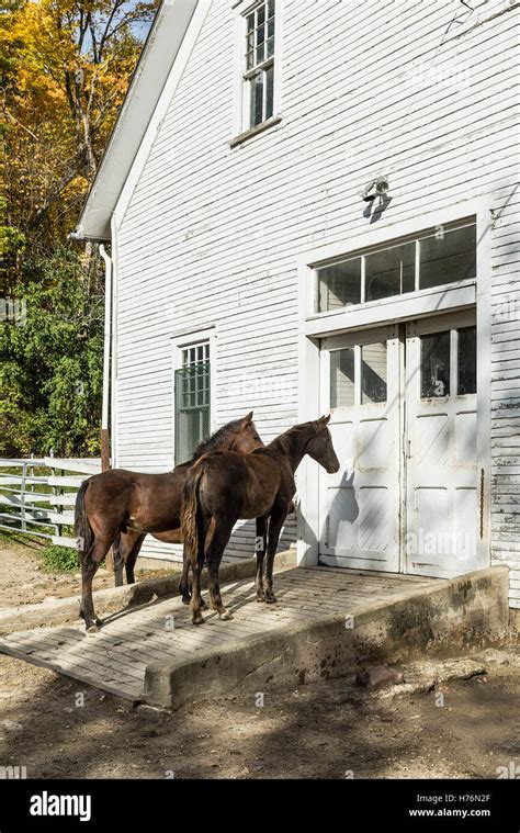 Morgan Horses Vermont Hi Res Stock Photography And Images Alamy