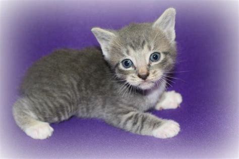 Cute Manx Kitten For Sale In Terre Haute Indiana Classified